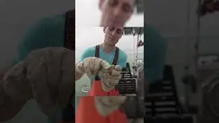 Baby Blue Crab!