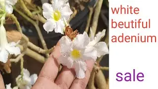 white obesum beautiful blooming