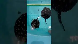 Скромность украшает?