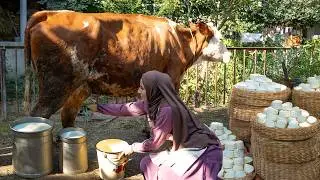 🐄 Rustic Cheese made from Fresh Milk! Life in Azerbaijani Village.