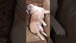 So Comfy 🐶