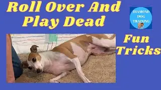 How To Train Your Dog To Roll Over And Play Dead