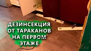 Травим тараканов на 1 этаже старого дома. Обсуждаем меры профилактики от тараканов в старых домах.