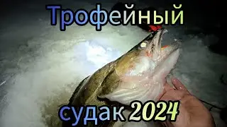 Трофейный судак 2024