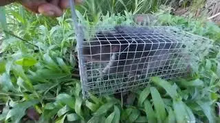 vua chuột đã bị xảy