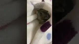 hamster enjoys a snack in my pocket