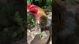 Подготовка бойцового петуха яйцом. 
