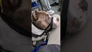 Амстафф Локи 3 года | В Этот Раз Всё Спокойно | Стаффорд | Amstaff Loki