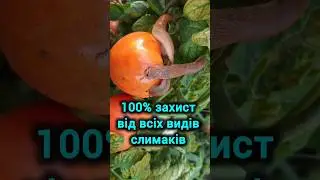 Дуже дієвий і недорогий засіб від всіх видів слимаків.