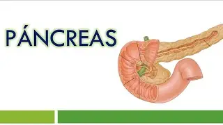 HISTOLOGÍA del PÁNCREAS