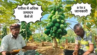 पपीता में अधिक उत्पादन कैसे लें | how to get more yield from papaya | papita ki kheti |