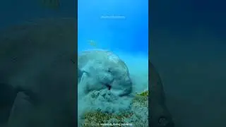 Dugongs: The Gentle Giants of the Sea