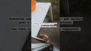 #домашнийприютмилосердие Всегда рады Вашей помощи 🙏🏼+79278920802