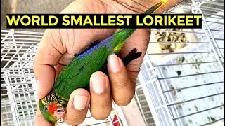 World Smallest Lorikeet Hand Tamed #lori #lorikeet