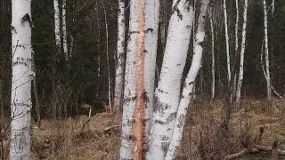То плачут берёзы.