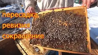 Пересадка, ревизия, сокращение пчелосемей Карника F1