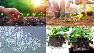 Aplicación de Especies Endófitas de Trichoderma en los Sistemas Hortofrutículas (Parte 2)