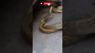 daman snake 🐍 