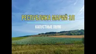 Капустные поля. Республика Марий Эл. Горномарийский район