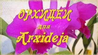 ОРХИДЕИ для ARXIDEJA