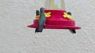 Колибри