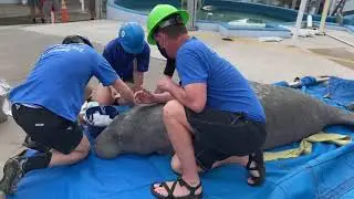 SeaWorld | First Rescue of 2021