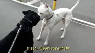 #shorts #dogs #pets #dogoargentino #rottweiler
