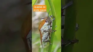 SEREM BANGET SERANGGANYA !!!#serangga #seram #insects #macrophotography #xiaomi14