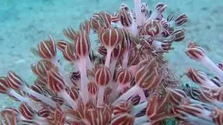 Phyllodesmium rudmani - a mimic nudibranch