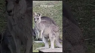 At the Zoo in Australia