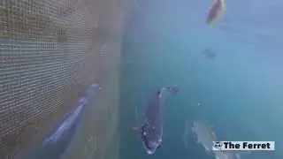 Sick salmon at a Scottish fish farm prompts welfare probe