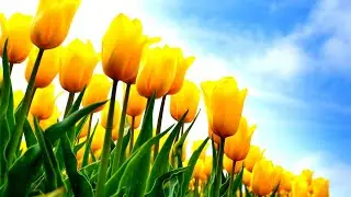 🌷 🌼 🌸 Весеннего настроения! 🌷 🌼 🌸