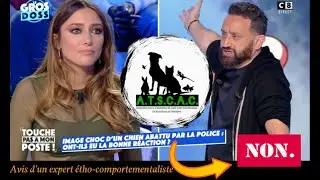 TPMP : Image choc d'un amstaff abattu par la Police : ont-ils eu la bonne réaction ? Eh bien non...
