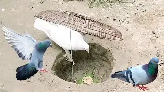 Easy Underground Pigeon trap using fan cover -Bird Trap Working 100%