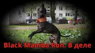 Blak Mamba's Ron в деле.  Болеем две недели!!!