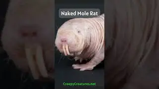 6 Weird Animals That Are Hard To Not Love  