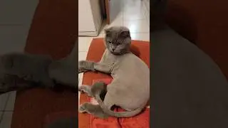 Средство  от вылизывания шерсти#котысмеются #окраскота #смешныекотики #кошки #котята #забавныекоты
