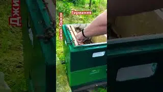 Пчеловодство в Германии