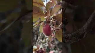 ¡Cosechando ciruelas rojas! #BienestarNatural #FrutasNutritivas #cosechaencasa #ciruelas