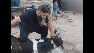 Sheep Halal Slaughter
