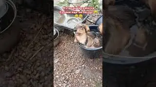 Собачки купальщики, купаются везде, где видят воду😄😄😄 #рекомендации #shorfs #кубань