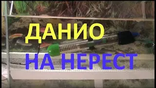 Нерест данио. Как разводить данио. Личный опыт