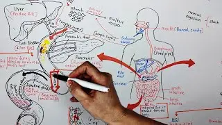 Human Digestive System class 10th | Nutrition in Human Beings | Life processes | class 10 science