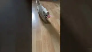 Кидай давай #кисёныши #cat #смешныеживотные