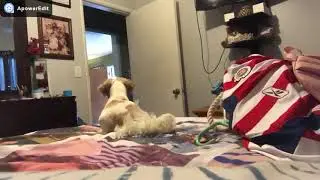 İnstagram En İyi Köpek Kaybolma Şakaları
