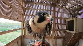 Feeding a Peregrine Falcon