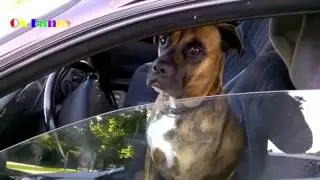 Смешные видео про животных 1