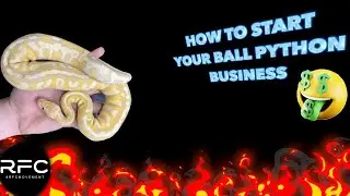 ADVICE TO START YOUR BALL PYTHON COLLECTION!