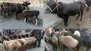 ARZON BOZOR UCHKO'PRIK QIRG'IZ QISHLOQ CHORVA BOZORI YANGI NARXLARI