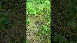 Deer Food Plot Check! Minerals Attractant #deermanagement